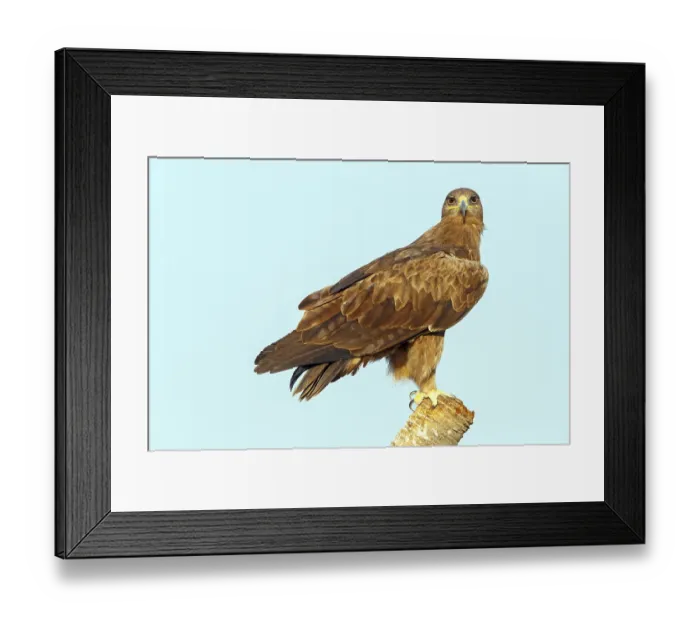 Framed Print : Steppe eagle, (Aquila nipalensis) Framed Print : Steppe eagle, (Aquila nipalensis)