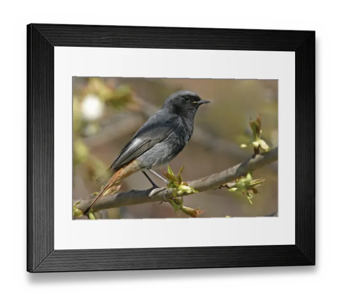 Framed Print : Black Redstart, (Phoenicurus ochruros)