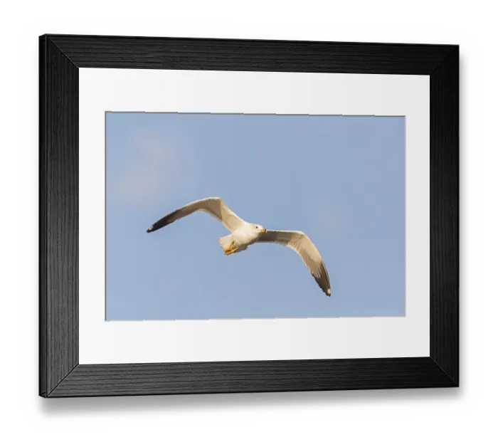 Framed Print : Armenian Gull, Armenian Gull, (Larus armenicus) Framed Print : Armenian Gull, Armenian Gull, (Larus armenicus)