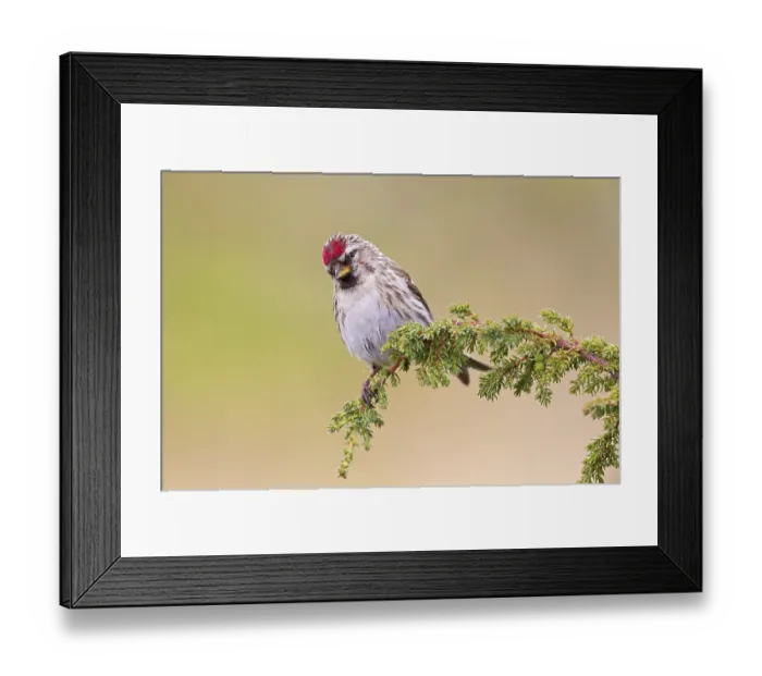 Framed Print : Redpoll, songbird, family of goldfinches Framed Print : Redpoll, songbird, family of goldfinches