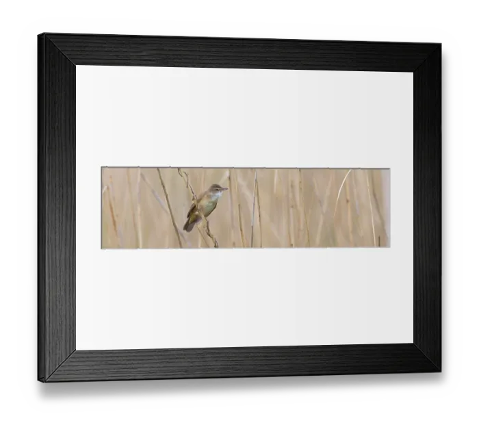 Framed Print : Reed warbler, (Acrocephalus arundinaceus)