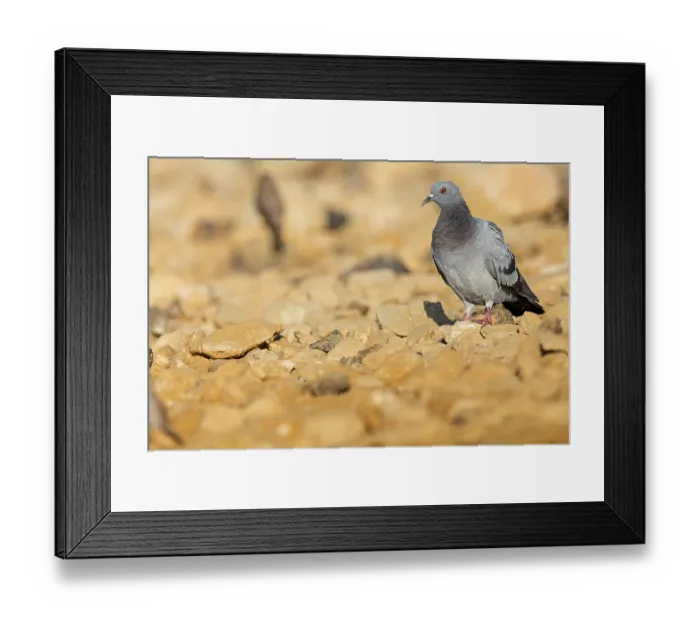 Framed Print : Rock pigeon, (Columba livia), animals
