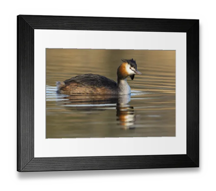 Framed Print : A great crested grebe swimming in the water Framed Print : A great crested grebe swimming in the water