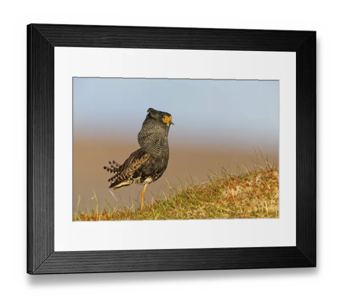 Framed Print : Ruff, (Philomachus pugnax), animals Framed Print : Ruff, (Philomachus pugnax), animals