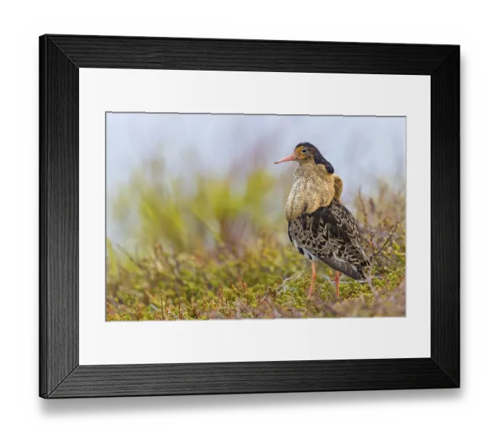Framed Print : Ruff, (Philomachus pugnax), animals