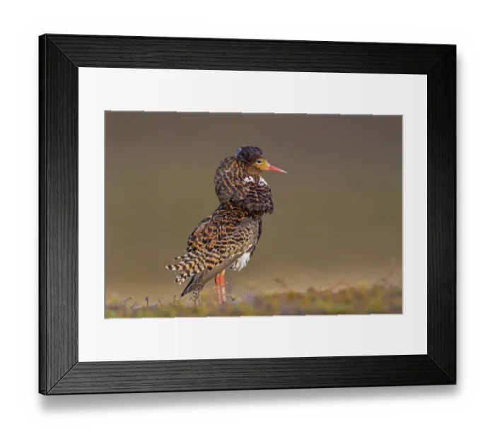 Framed Print : Ruff, (Philomachus pugnax), animals Framed Print : Ruff, (Philomachus pugnax), animals