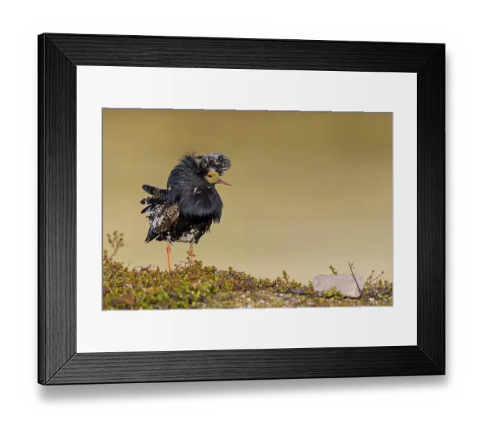 Framed Print : Ruff, (Philomachus pugnax), animals