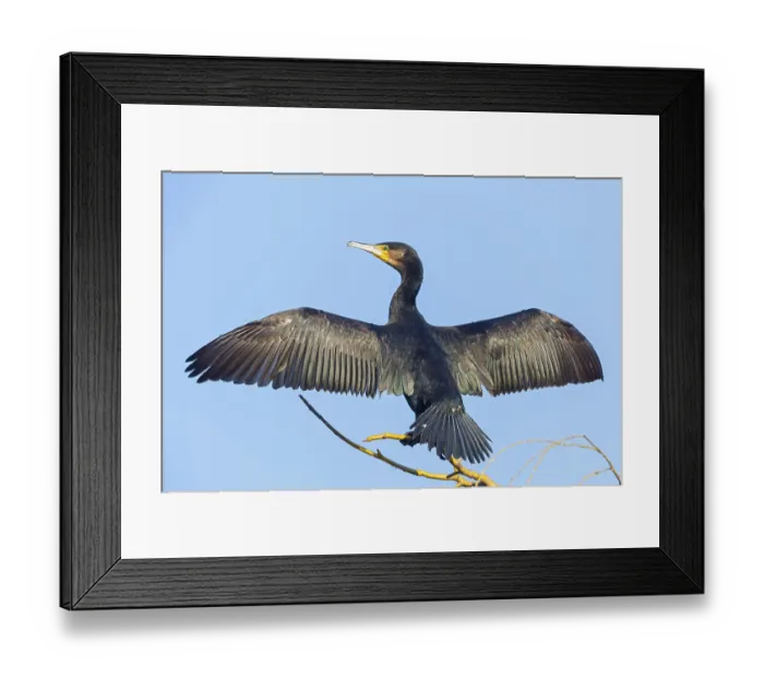 Framed Print : Cormorant, (Phalacrocorax carbo) Framed Print : Cormorant, (Phalacrocorax carbo)