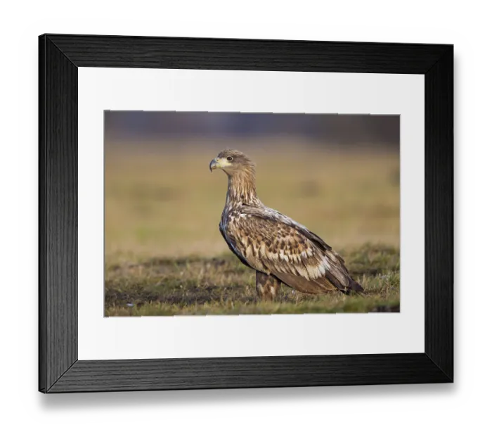 Framed Print : White-tailed eagle, hawk family Framed Print : White-tailed eagle, hawk family