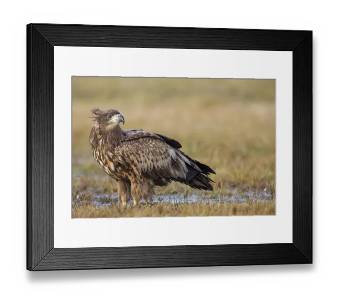 Framed Print : White-tailed eagle, hawk family Framed Print : White-tailed eagle, hawk family
