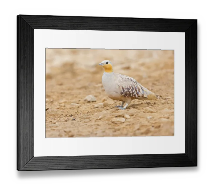 Framed Print : Tropical Sandgrouse, (Pterocles senegallus)
