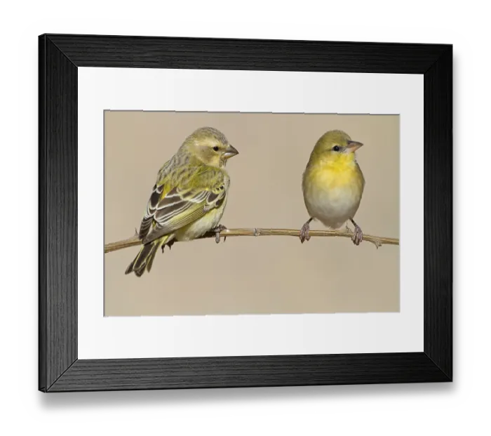 Framed Print : Yellow-bellied Seedeater, (Serinus flaviventris)