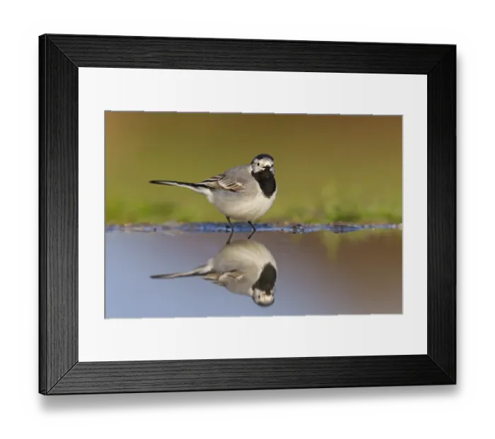 Framed Print : White wagtail, (Motacilla alba) Framed Print : White wagtail, (Motacilla alba)
