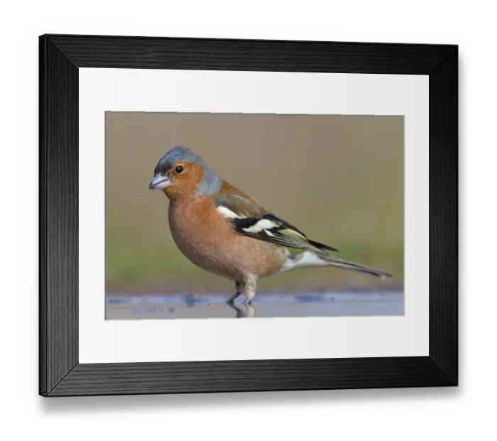 Framed Print : Chaffinch, (Fringilla coelebs)