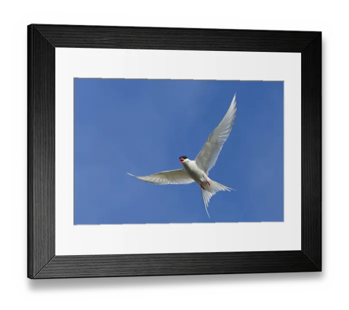 Framed Print : Arctic Arctic Tern, (Sterna paradisaea)