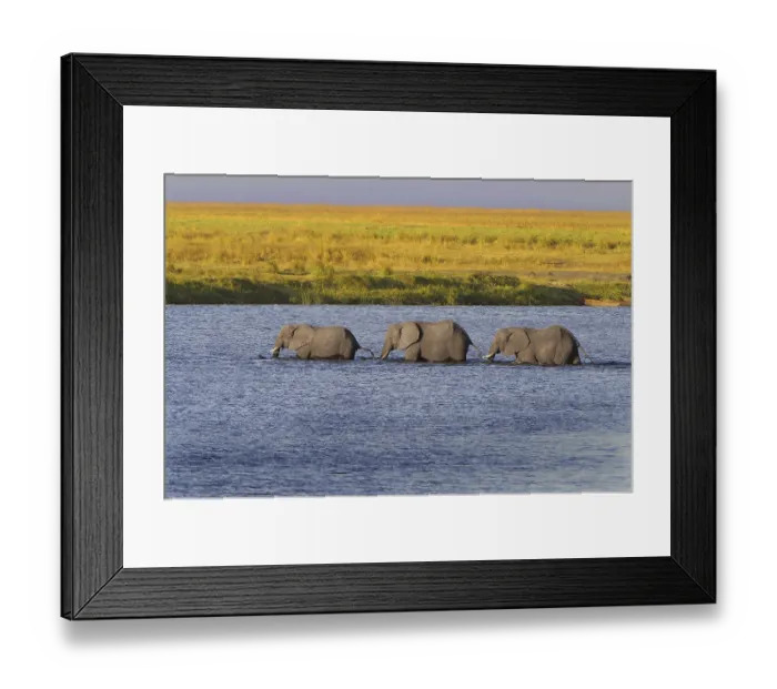 Framed Print : African Bush Elephants (Loxodonta africana) walking in a row through the water
