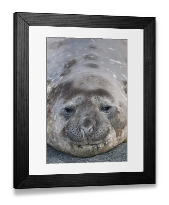 Framed Print : Southern Elephant Seal (Mirounga leonina)
