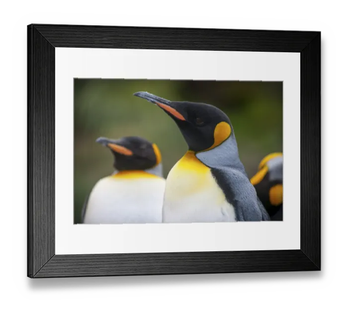 Framed Print : King Penguins (Aptenodytes patagonicus)