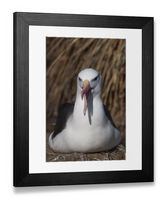 Framed Print : Black-browed Albatross or Black-browed Mollymawk (Thalassarche melanophris)