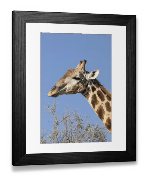 Framed Print : Giraffe (Giraffa camelopardalis)