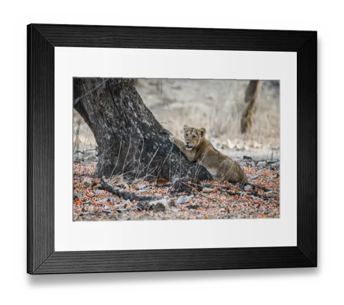 Framed Print : Asiatic lion (Panthera leo persica) cub scratching a tree Framed Print : Asiatic lion (Panthera leo persica) cub scratching a tree