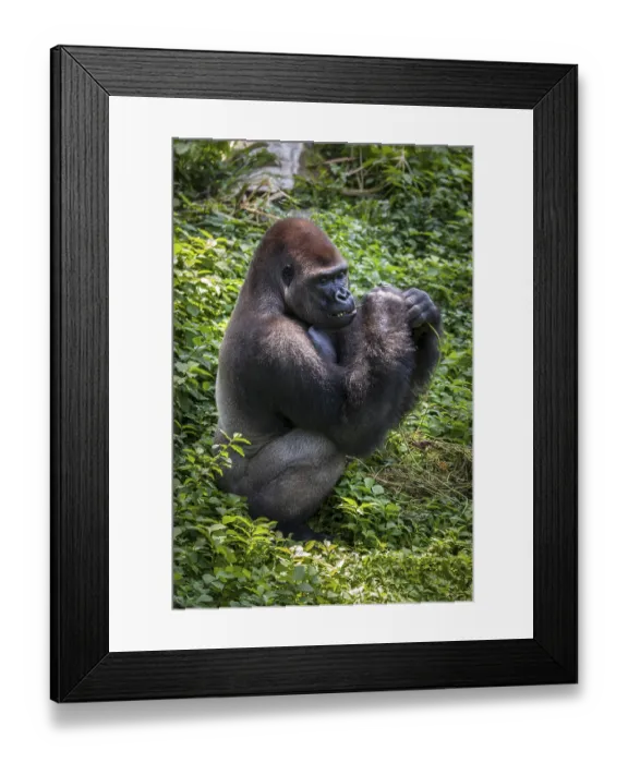 Framed Print : Western lowland gorilla (Gorilla gorilla gorilla)