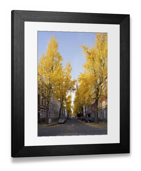 Framed Print : Avenue of gingko trees in autumn