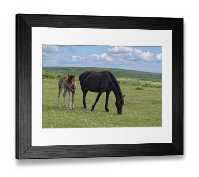 Framed Print : Horses and foals at Haytor Dawn in Dartmoor National Park