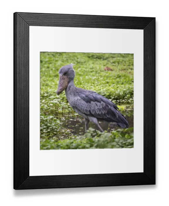 Framed Print : Shoebill (Balaeniceps rex) stands in shallow water Framed Print : Shoebill (Balaeniceps rex) stands in shallow water
