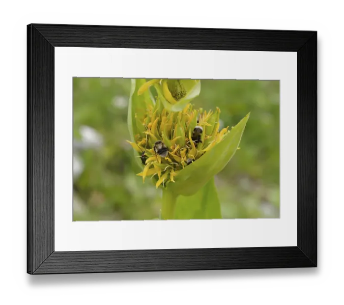 Framed Print : Great yellow gentian (Gentiana lutea) with bumblebee