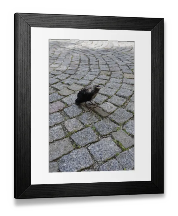 Framed Print : Young jackdaw Coloeus monedula) Framed Print : Young jackdaw Coloeus monedula)