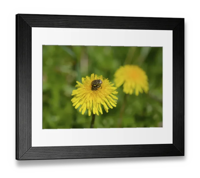 Framed Print : Weeping rose chafer (Oxythyrea funesta) Framed Print : Weeping rose chafer (Oxythyrea funesta)