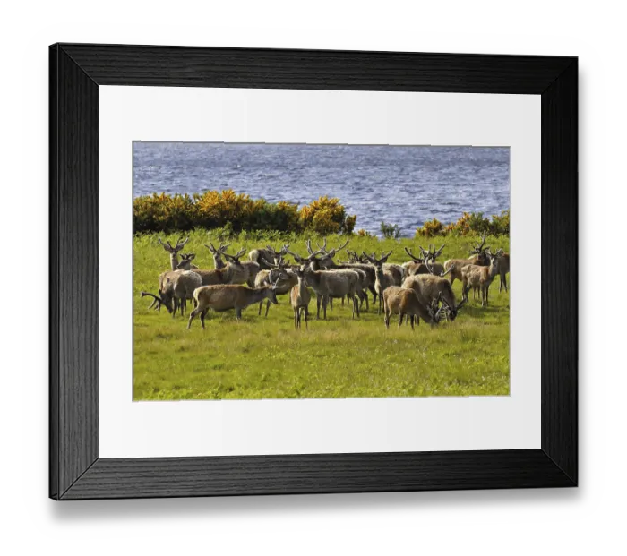 Framed Print : Herde Rothitsche in Schottland | Herd of red deer stags with their antlers in velvet along the side of Loch Brora