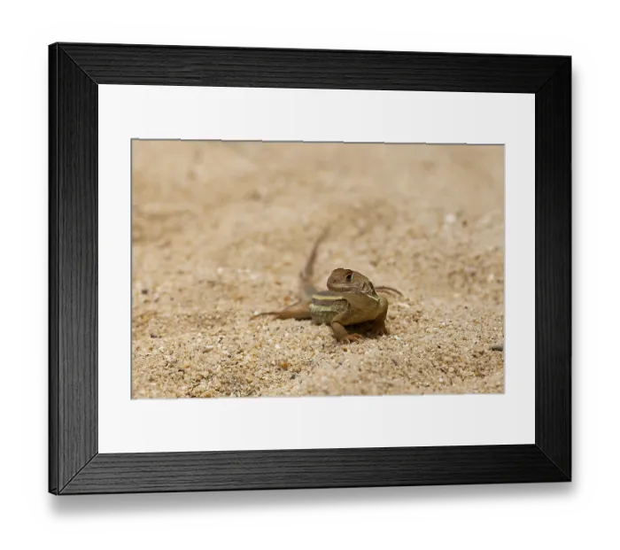 Framed Print : Common butterfly lizard (Leiolepis belliana)
