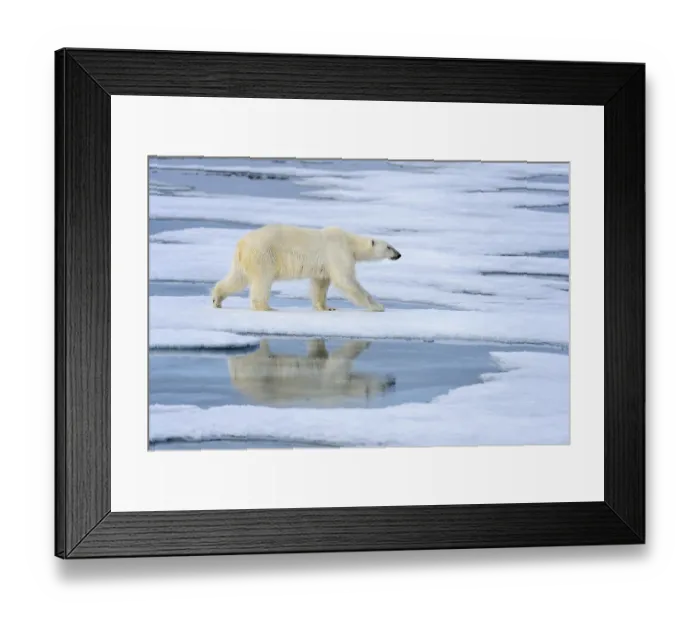 Framed Print : Animals, Mammals, Polar bears, Polar bear