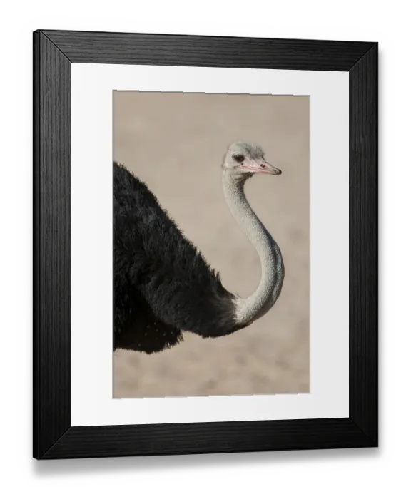 Framed Print : Common ostrich (Struthio camelus) Framed Print : Common ostrich (Struthio camelus)