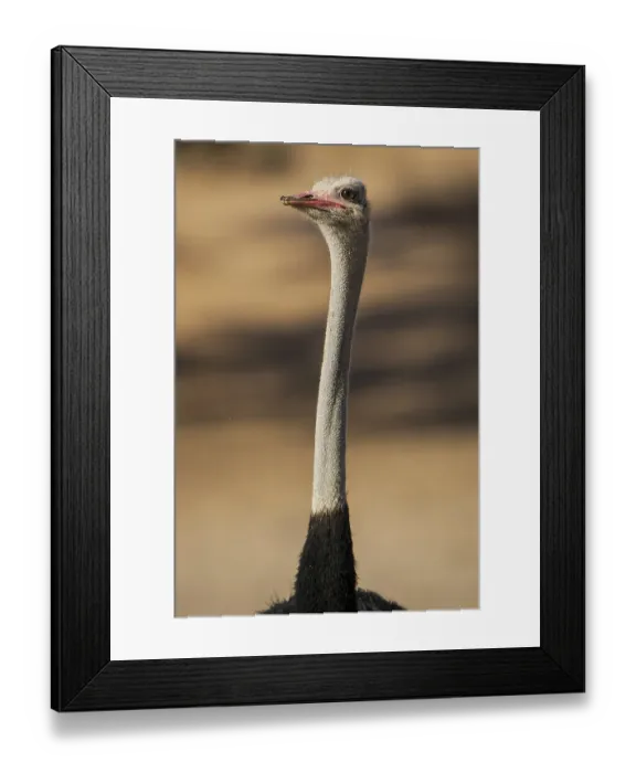Framed Print : Common ostrich (Struthio camelus) Framed Print : Common ostrich (Struthio camelus)