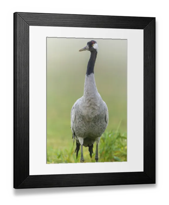 Framed Print : Eurasian or common crane (Grus grus) Framed Print : Eurasian or common crane (Grus grus)