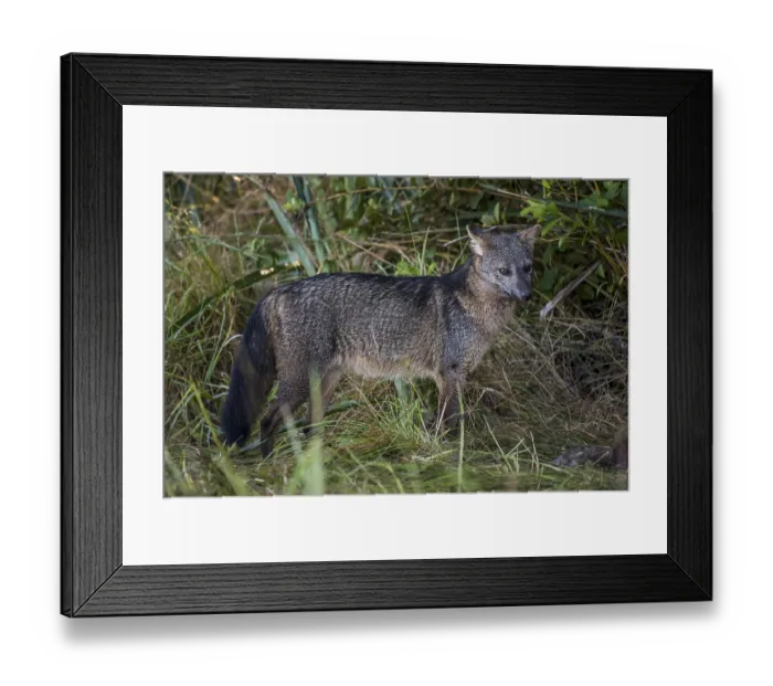Framed Print : Hoary fox (Lycalopex vetulus) in dense bushes