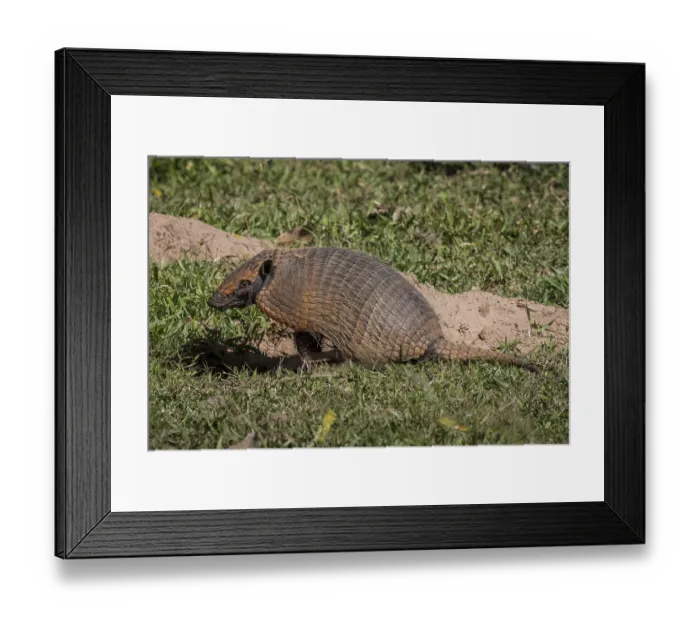 Framed Print : Big hairy armadillo (Chaetophractus villosus)