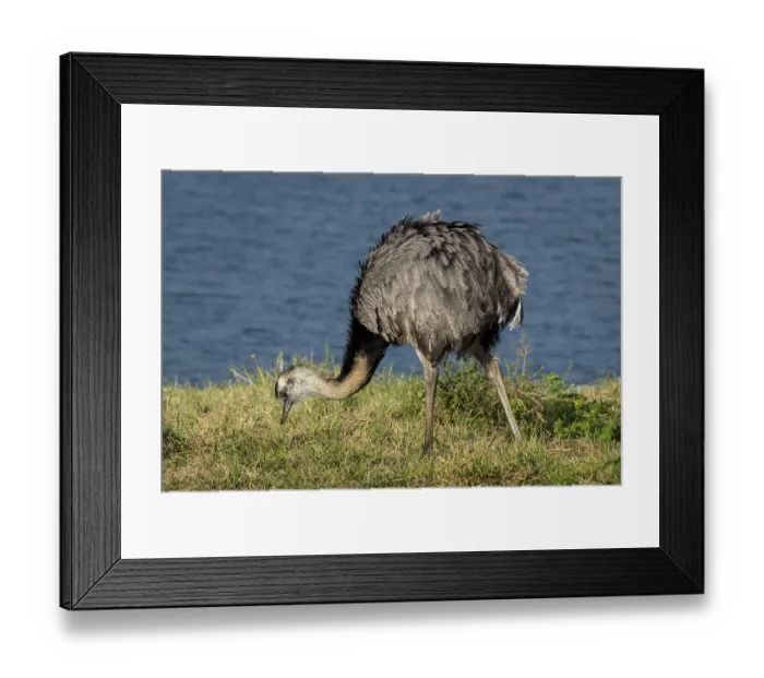 Framed Print : Greater rhea (Rhea americana), ratite