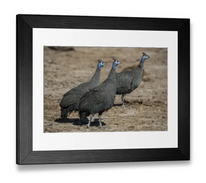 Framed Print : Helmeted guineafowls (Numida meleagris)
