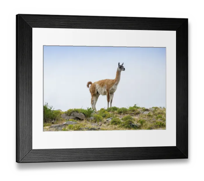 Framed Print : Guanaco (Llama guanicoe), also