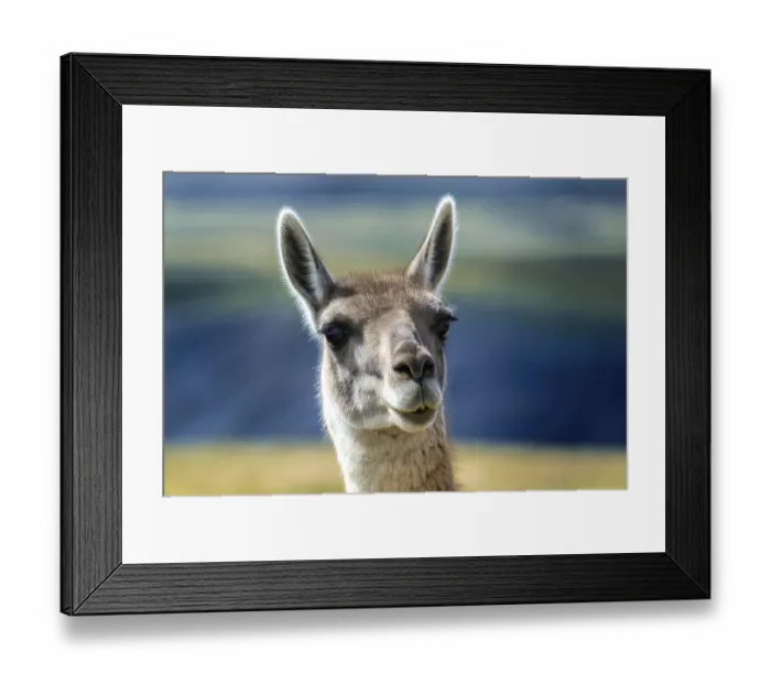 Framed Print : Guanaco (Llama guanicoe), portrait Framed Print : Guanaco (Llama guanicoe), portrait