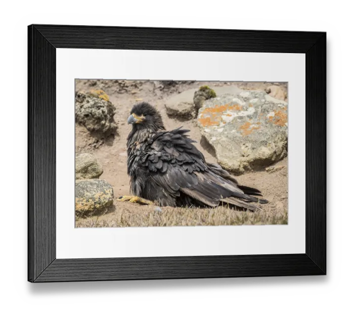 Framed Print : Striated Caracara (Phalcoboenus australis) Framed Print : Striated Caracara (Phalcoboenus australis)