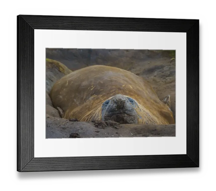 Framed Print : Southern elephant seal (Mirounga leonina)