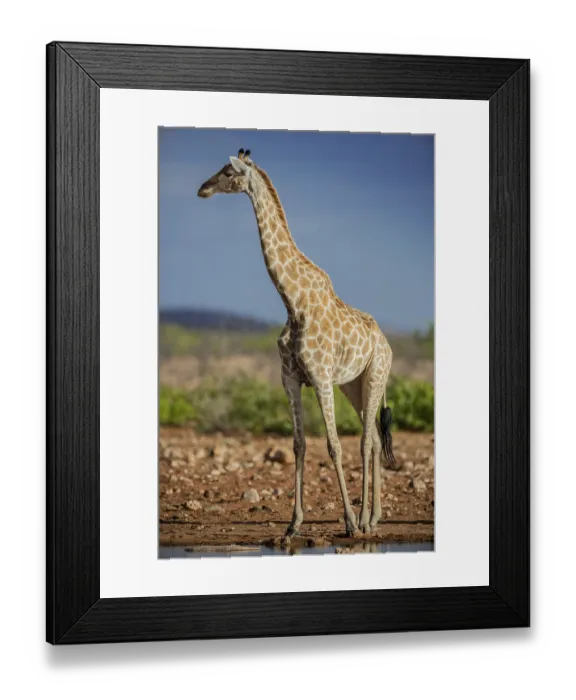 Framed Print : Angolan giraffe (Giraffa camelopardalis angolensis) at a waterhole