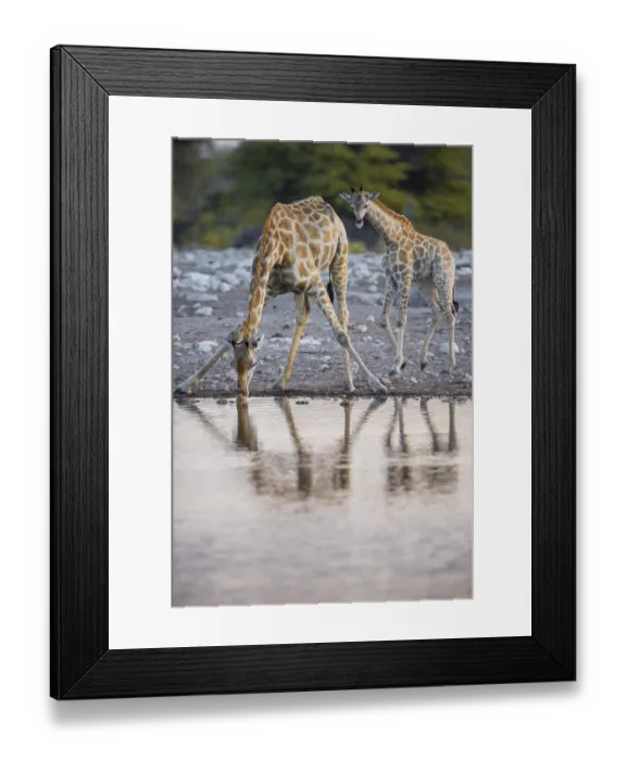 Framed Print : Two angolan giraffes (Giraffa camelopardalis angolensis) drinking at a waterhole