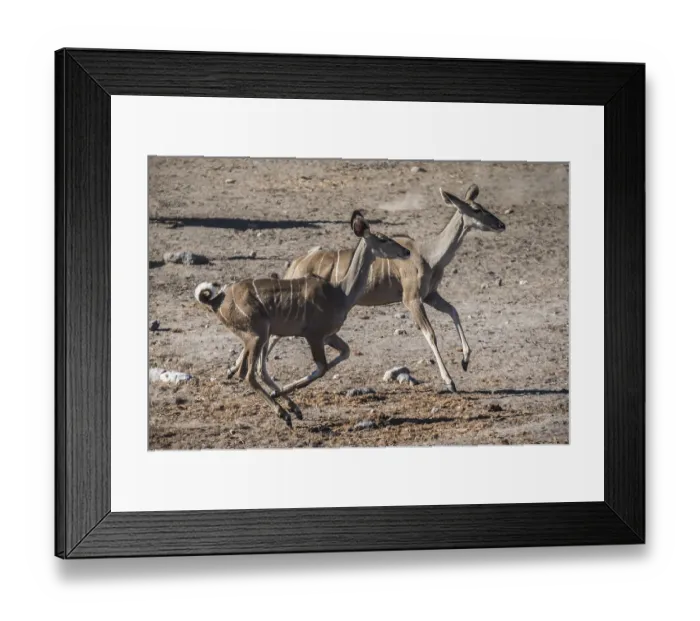 Framed Print : Greater kudu (Tragelaphus strepsiceros)