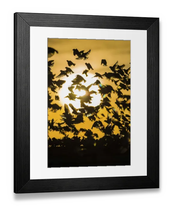 Framed Print : A mega flock of red-billed quelea (Quelea quelea)